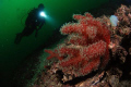   Red soft corals Marmara Island. Taken Nikon D80 105 fisheye lens 2xYS110 strobe. Island strobe  